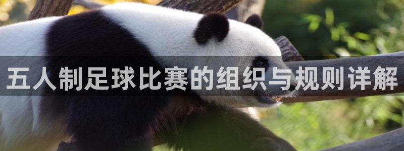 风速体育app怎么样可靠吗安全吗：五人制足球比赛的组织与规则